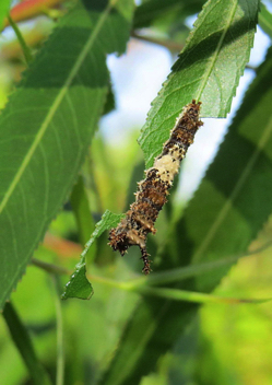 Viceroy caterpillar